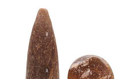 Understanding Belemnitida: The Significance of These Ancient Cephalopods