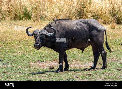 African buffalo roaming in a grassy plain.