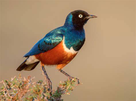 A superb starling in a grassy area looking for food.