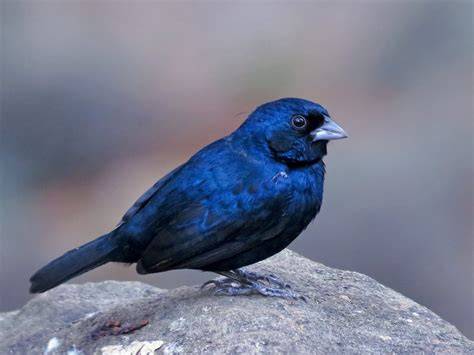 A Blue-black Grassquit pecking at seeds on the ground.