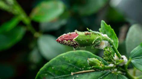 A close-up of aphids infesting green hibiscus leaves.
