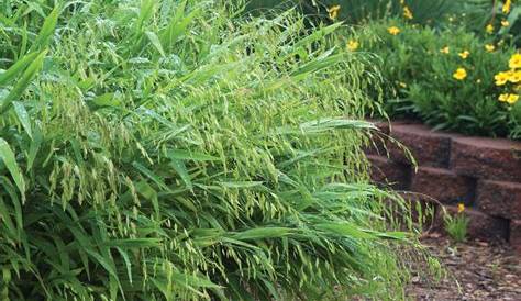 Understanding Chasmanthium latifolium and Its Benefits