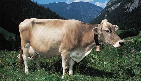 Discovering Gladys the Swiss Dairy Cow's Impact on Farming