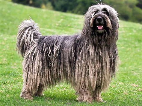 A close-up of a Bergamasco Shepherd Dog showcasing its unique coat.