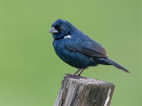 A Blue-black Grassquit standing in an open grassland with sparse vegetation.