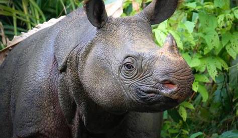 Understanding Endangered Species and Making a Difference