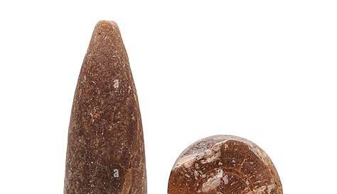 Understanding Belemnitida: The Significance of These Ancient Cephalopods