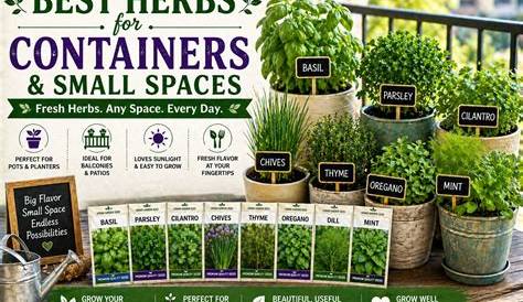 How to Create a Thriving City Garden