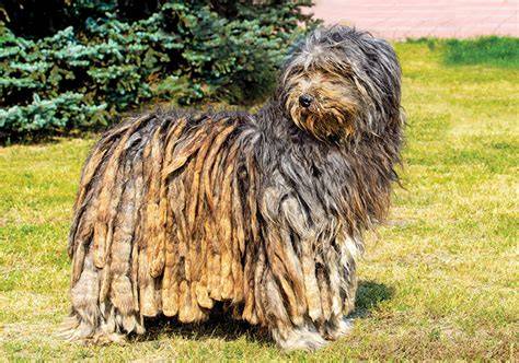 A Bergamasco Shepherd Dog running in a park, enjoying exercise.