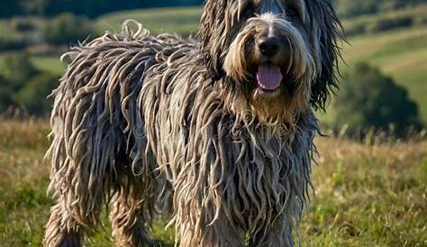 Understanding the Bergamasco Shepherd Dog