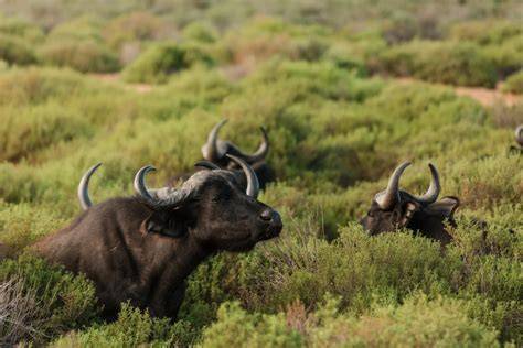 A safari vehicle watching African buffalo in the distance.