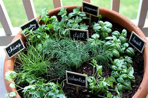 A close-up of herbs like basil and parsley growing in a small urban container garden.