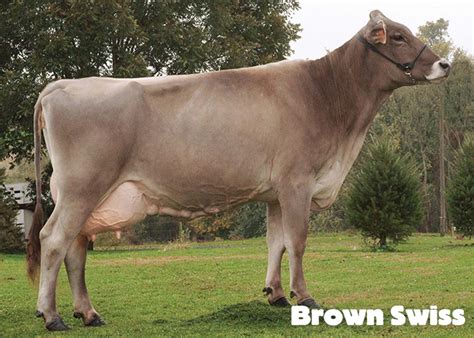 A Brown Swiss dairy cow next to milking machines in a dairy farm.