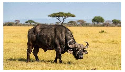 Understanding the African Buffalo: Key Facts for Safari Enthusiasts
