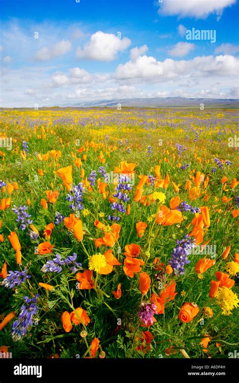 A field of California poppies in full bloom at Carrizo Plain.