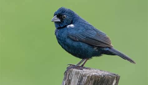 Understanding the Blue-black Grassquit: Habitat and Behavior