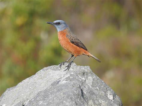 A Cape rock thrush singing from a high branch to mark its territory.