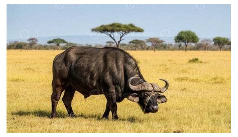 Understanding the African Buffalo: Key Facts for Safari Enthusiasts