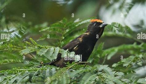 Spotting the Flame-Crested Tanager: A Birdwatcher's Guide